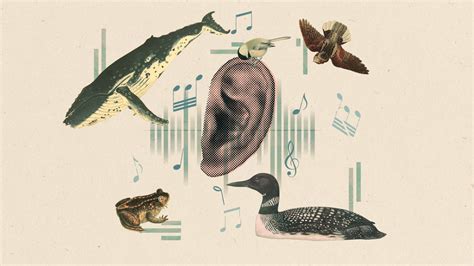 How to Make Audio Books: The Symphony of Silence and Sound